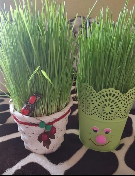 Papusi cu grau pentru Sf Andrei